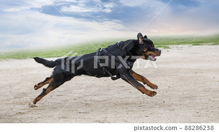 training of rottweiler 88286238