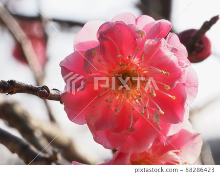 花紅色花 88286423