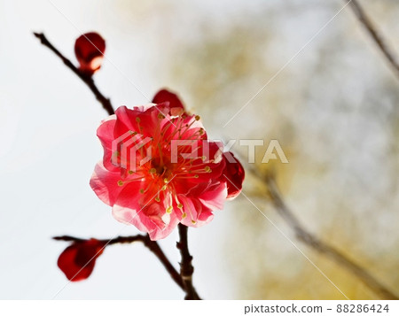 花紅色花 88286424