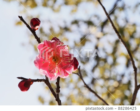 花紅色花 88286425