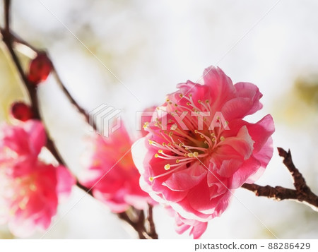 Red flower of flowers Red flower of flowers 88286429
