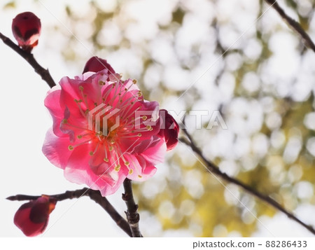Red flower of flowers 88286433