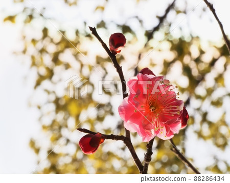 Red flower of flowers Red flower of flowers 88286434