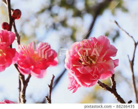 Red flower of flowers 88286435