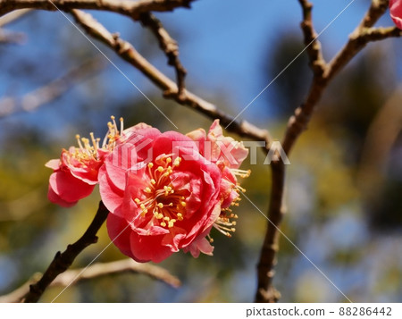 Red flower of flowers Red flower of flowers 88286442