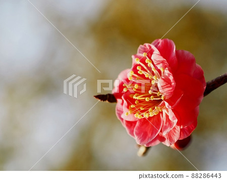 Red flower of flowers 88286443