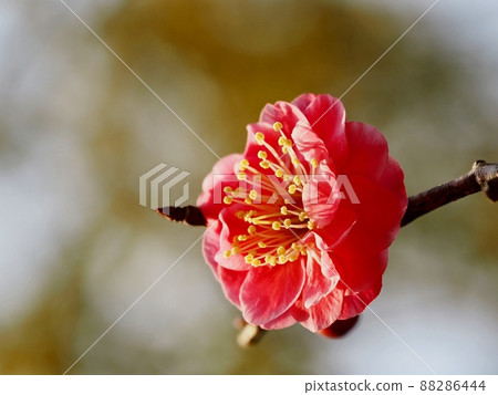 Red flower of flowers Red flower of flowers 88286444