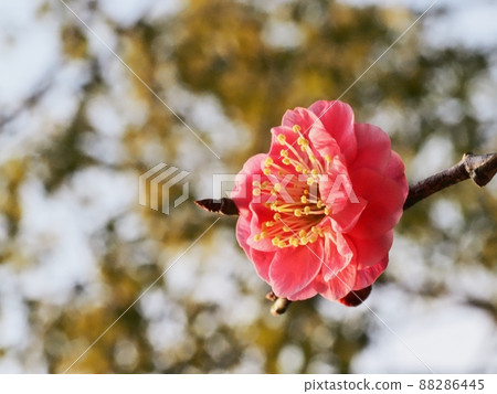 Red flower of flowers 88286445