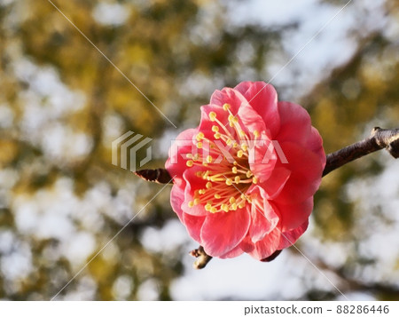 Red flower of flowers Red flower of flowers 88286446