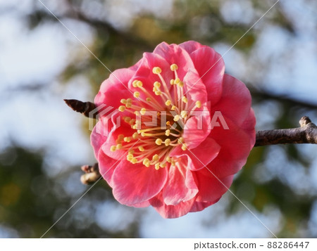 Red flower of flowers Red flower of flowers 88286447