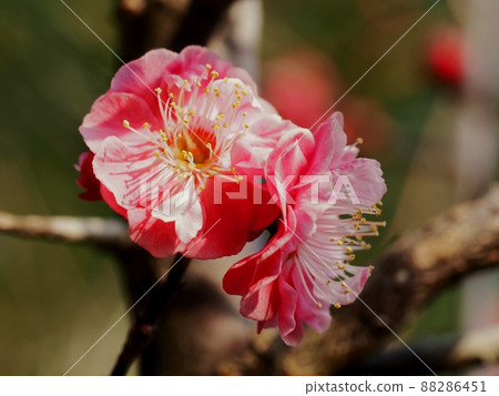 花紅色花 花紅色花 88286451