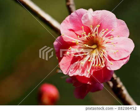 花紅色花 花紅色花 88286452
