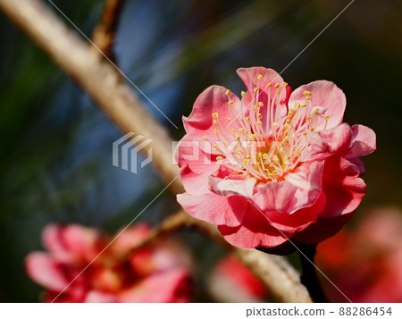 Red flower of flowers Red flower of flowers 88286454