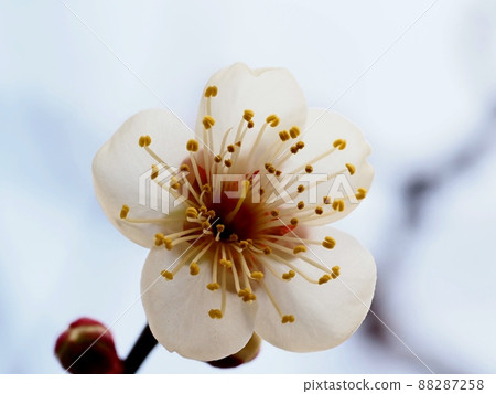 梅花白梅 88287258