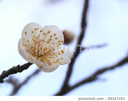 梅花白梅 88287263