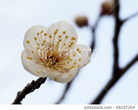 梅花白梅 梅花白梅 88287264