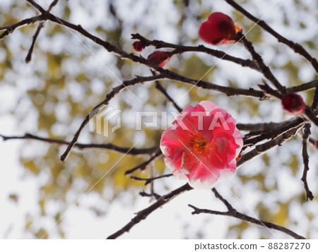 Red flower of flowers Red flower of flowers 88287270
