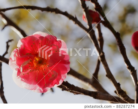 Red flower of flowers 88287274