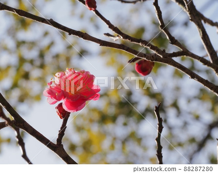Red flower of flowers 88287280