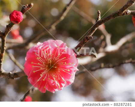 Red flower of flowers Red flower of flowers 88287281
