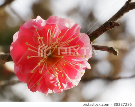 Red flower of flowers Red flower of flowers 88287286
