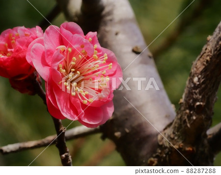 Red flower of flowers Red flower of flowers 88287288