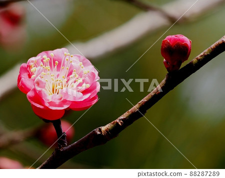 Red flower of flowers Red flower of flowers 88287289