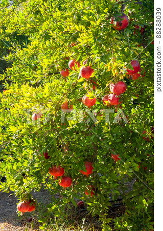 A Many ripe red pomegranates hanging from the branches, ready to be harvested. Vertical photo. 88288039