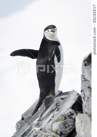 Chinstrap penguin stands on rocks waving flippers Chinstrap penguin stands on rocks waving flippers 88288817