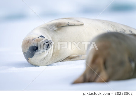 Close-up of crabeater seals lying on iceberg 88288862