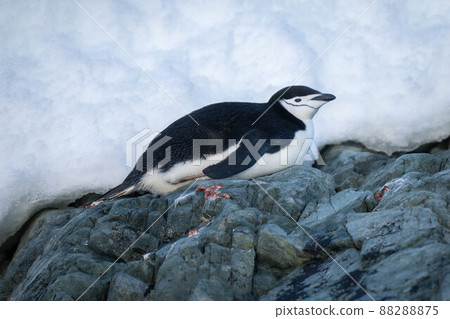 Chinstrap penguin lies on rocks eyeing camera 88288875