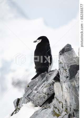 Chinstrap penguin looks back from rocky ridge 88288877