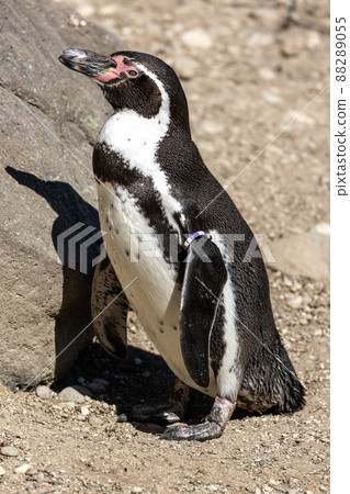 Humboldt Penguin, Spheniscus humboldti in a park 88289055