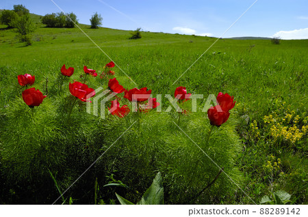 Beautiful red flowers grow in the mountains. Unusual purple plants on the background of green grass on the hills. Beautiful red flowers grow in the mountains. Unusual purple plants on the background of green grass on the hills. 88289142