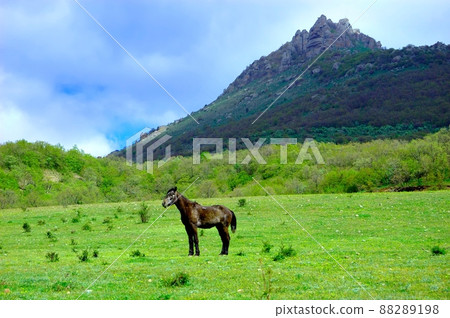 Rural landscape with horses being grazed on a pasture in Crimea mountain range. Ukraine.  88289198