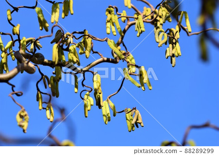 Common hazelnut flowers against a clear blue sky 88289299
