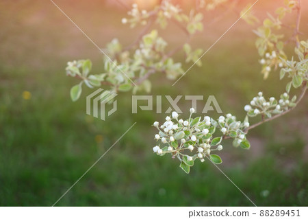 A branch of a flowering pear tree at sunset. The flowering season of fruit trees A branch of a flowering pear tree at sunset. The flowering season of fruit trees 88289451