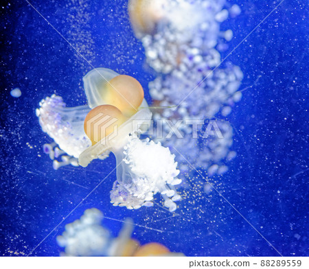 Cotylorhiza tuberculata - Fried egg jellyfish Cotylorhiza tuberculata - Fried egg jellyfish 88289559