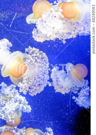 Cotylorhiza tuberculata - Fried egg jellyfish Cotylorhiza tuberculata - Fried egg jellyfish 88289561