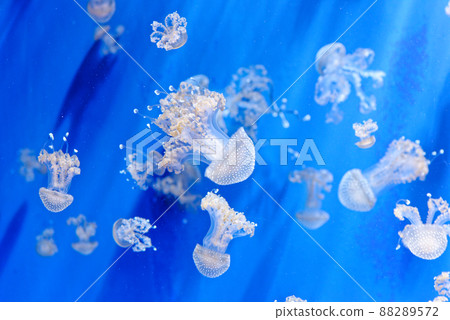 White spotted jellyfish - Phyllorhiza punctata White spotted jellyfish - Phyllorhiza punctata 88289572