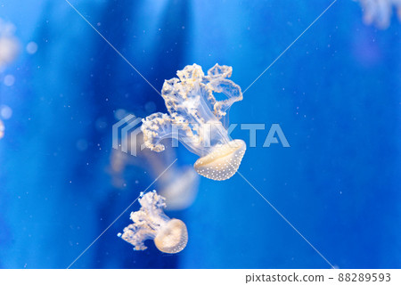 White spotted jellyfish - Phyllorhiza punctata White spotted jellyfish - Phyllorhiza punctata 88289593
