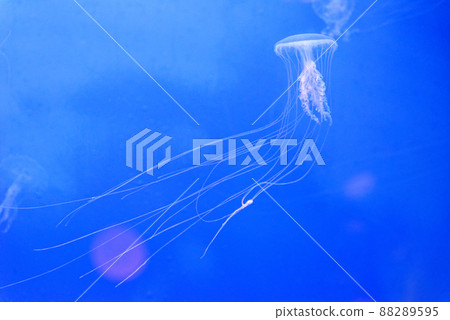 Japanese sea nettle - Chrysaora pacifica Japanese sea nettle - Chrysaora pacifica 88289595