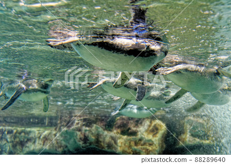 Magellanic penguins swimming underwater 88289640