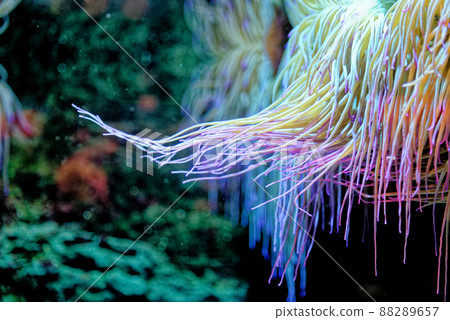 Snakelocks anemone - Anemonia viridis Snakelocks anemone - Anemonia viridis 88289657