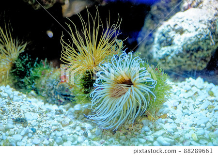 Tube Anemone - Cerianthus membranaceus 88289661