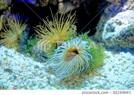 Tube Anemone - Cerianthus membranaceus Tube Anemone - Cerianthus membranaceus 88289663