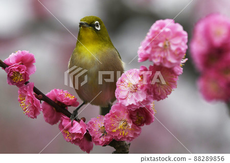 White-eye in full bloom red plum (spring image) White-eye in full bloom red plum (spring image) 88289856