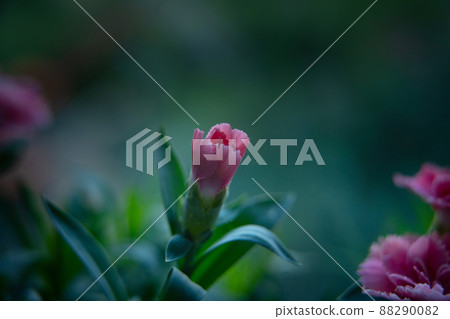 Beautiful purple carnation bud on green background at sunrise. Closeup. Summer, spring, birthday design backdrop. Macro 88290082