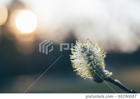 Cinematic view of macro willow flower bud with drops of water against sunset sky. Spring symbol. Spring season and Easter holidays. Natural floral background Cinematic view of macro willow flower bud with drops of water against sunset sky. Spring symbol. Spring season and Easter holidays. Natural floral background 88290087