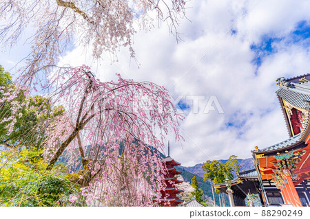 Weeping cherry tree at Kuonji Temple in Minobu [Yamanashi Prefecture] 88290249